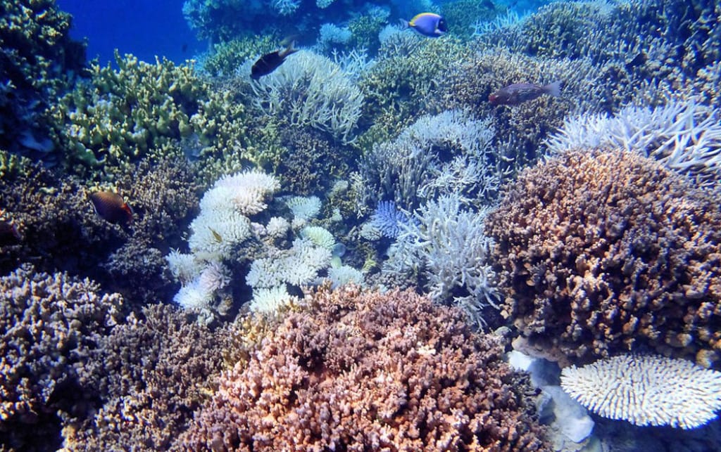 Alle Maldive come in Australia, i coralli muoiono - Dal Mare 
