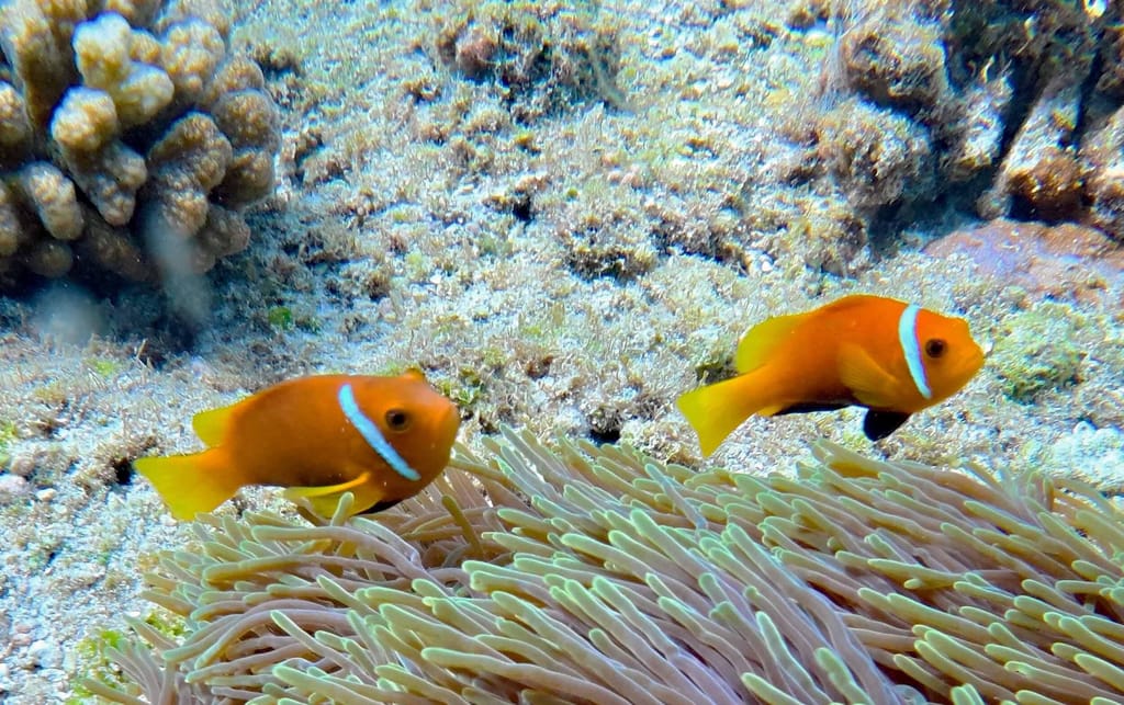 Foto von 3 Punkte Schnorchelabenteuer