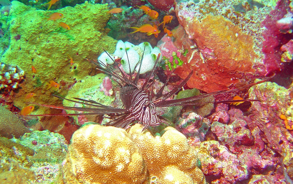 Foto von Discover Scuba Diving - Tauchen erleben