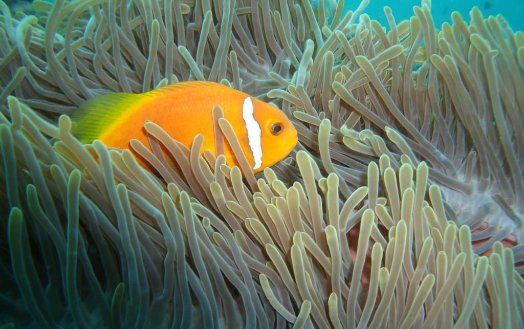 Foto di Tour sottomarino