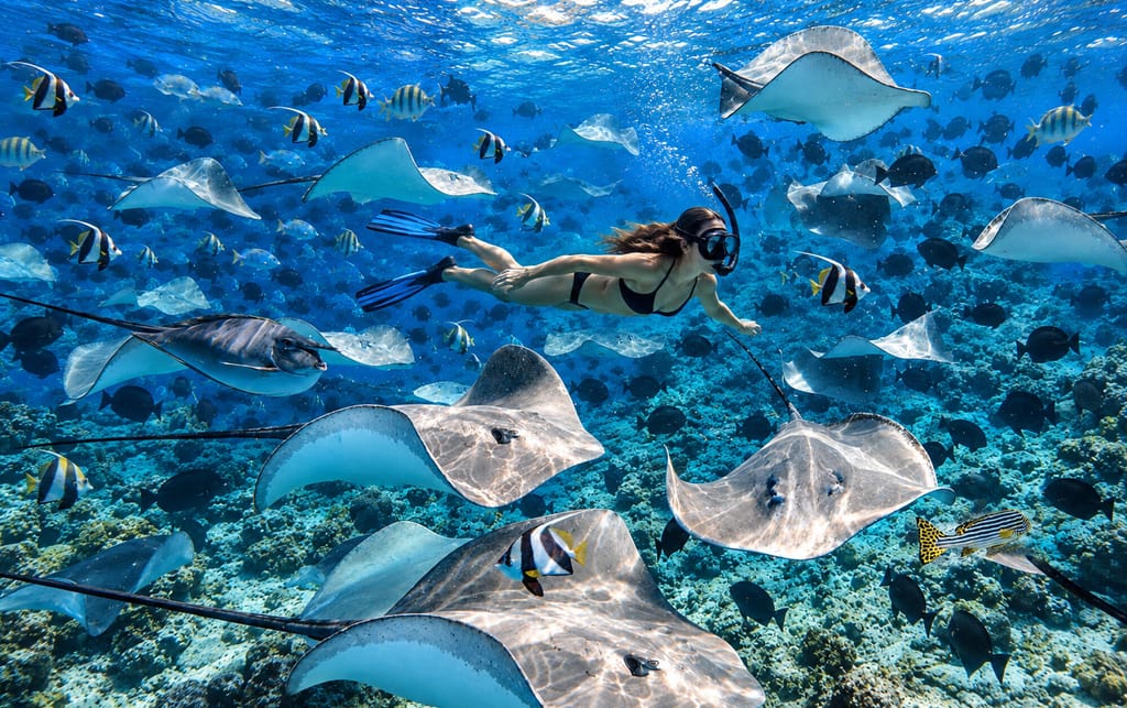 Un subacqueo nuota tra aggraziate razze e coloratissimi pesci tropicali sopra la barriera corallina presso il punto di immersione "Fish Tank".