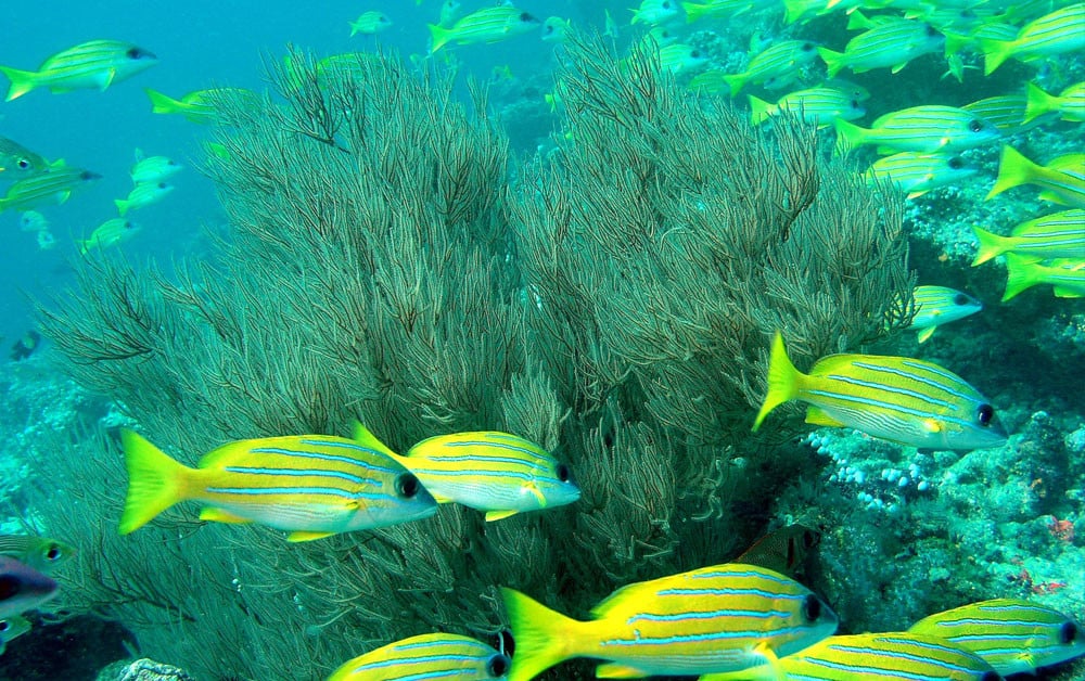 Foto von Discover Scuba Diving - Tauchen erleben