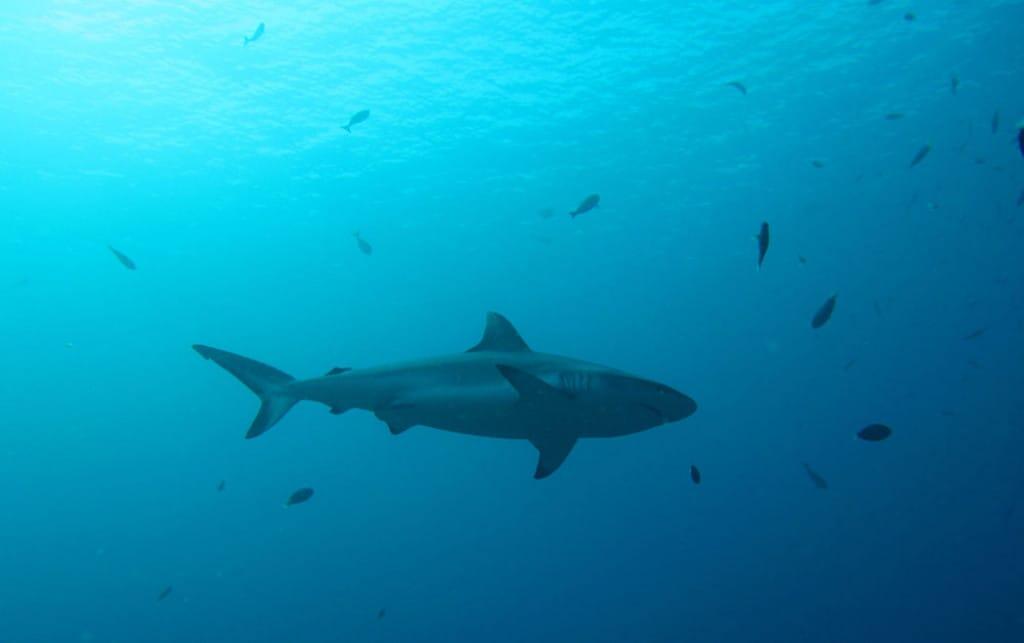 Photo of Island Hopping Adventure with Nurse shark Snorkelling