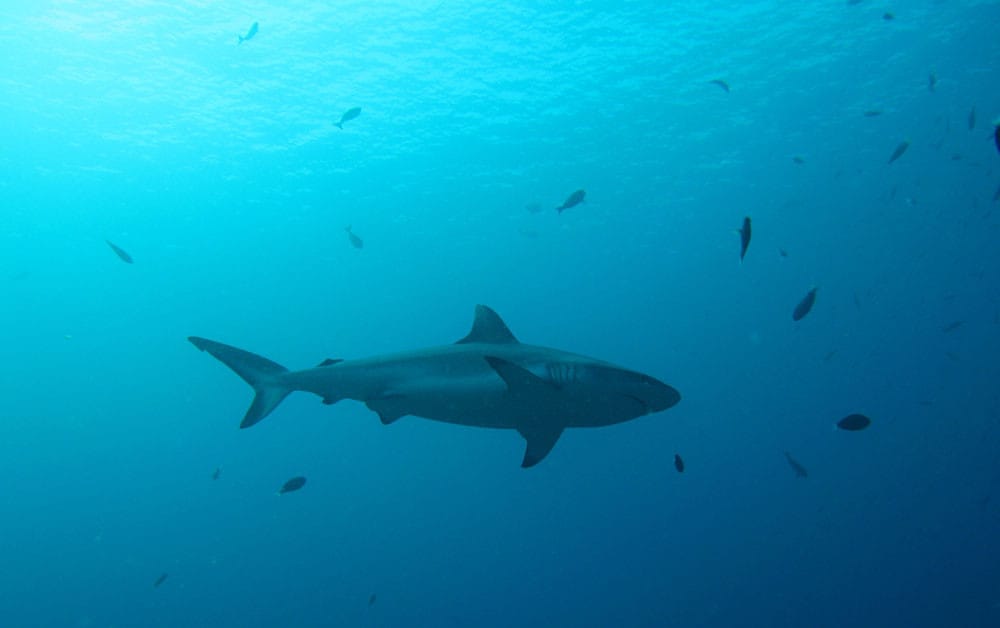 Foto di Discover Scuba Diving - Esperienza di immersione