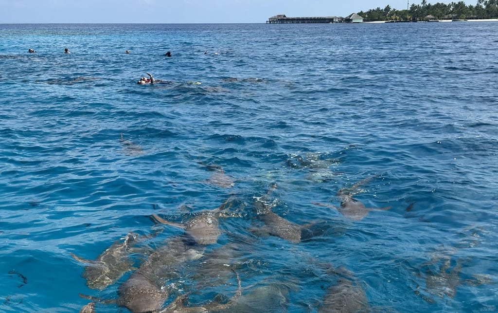 Foto di Snorkeling con squali nutrice e visita al banco di sabbia