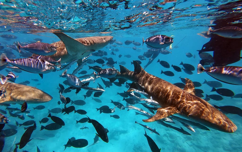 Foto di Snorkeling con squali nutrice e visita al banco di sabbia
