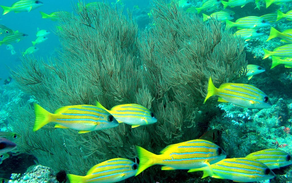 Foto di Tour sottomarino