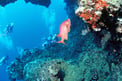 Foto di Immersioni subacquee alle Maldive