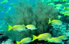 Photo of Island Hopping, Nurse shark, Turtle Point Snorkel, Sandbank, Resort Experience Photo of Island Hopping, Nurse shark, Turtle Point Snorkel, Sandbank, Resort Experience