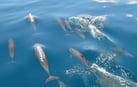 Photo of Cruising Tour with Dolphin Watch