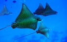 Photo of Island Hopping, Nurse shark, Turtle Point Snorkel, Sandbank, Resort Experience Photo of Island Hopping, Nurse shark, Turtle Point Snorkel, Sandbank, Resort Experience