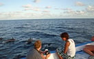 Photo of Cruising Tour with Dolphin Watch