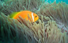 Photo of Island Hopping, Nurse shark, Turtle Point Snorkel, Sandbank, Resort Experience Photo of Island Hopping, Nurse shark, Turtle Point Snorkel, Sandbank, Resort Experience