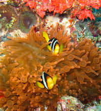 Photo of 3 Point Snorkelling Adventure including Fish Tank
