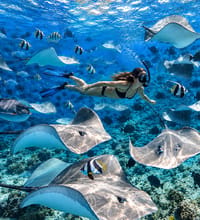 Photo of Swim with Stingrays at Fish Tank & Explore 3 Unique Snorkelling Sites