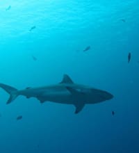 Photo of Island Hopping Adventure with Nurse shark Snorkelling