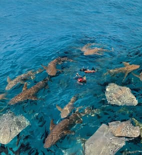 Photo of Nurse Shark Adventure, Snorkelling with Sandbank Visit