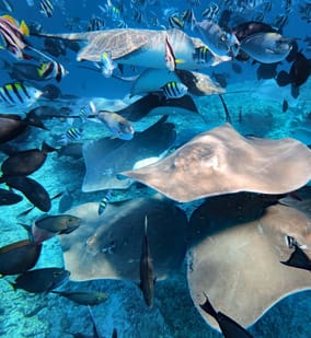 Photo of Swim with Stingrays at Fish Tank & Explore 3 Unique Snorkelling Sites