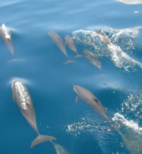 Photo of Cruising Tour with 100% Dolphin Watch