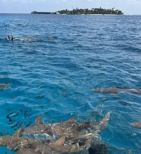 Photo of Nurse shark Adventure, Snorkelling with Sandbank Visit