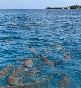 Photo of Island Hopping Adventure with Nurse shark Snorkelling