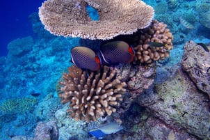 Wundervolles Korallenriff