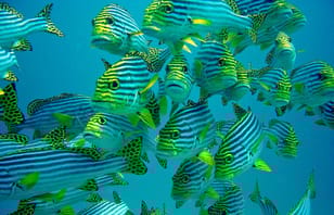 Maldives Adventure with Sandbank, 2 Nights 3 Days Maldives Adventure with Sandbank, 2 Nights 3 Days