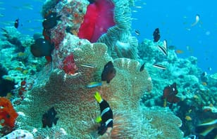Maldives Adventure Snorkelling plus Sandbank, 3 Nights 4 Days Maldives Adventure Snorkelling plus Sandbank, 3 Nights 4 Days