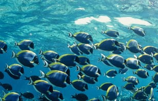 Maldives Adventure with Sandbank, 2 Nights 3 Days Maldives Adventure with Sandbank, 2 Nights 3 Days