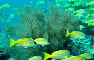 Photo of Discover Scuba Diving - Experience Diving