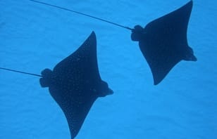 Maldives Adventure Snorkelling plus Sandbank, 3 Nights 4 Days Maldives Adventure Snorkelling plus Sandbank, 3 Nights 4 Days
