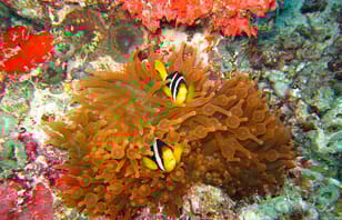 Maldives Adventure with Sandbank, 2 Nights 3 Days Maldives Adventure with Sandbank, 2 Nights 3 Days