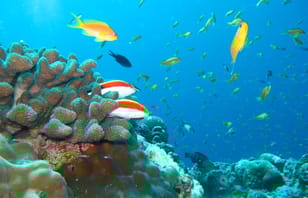 Maldives Adventure with Sandbank, 2 Nights 3 Days Maldives Adventure with Sandbank, 2 Nights 3 Days