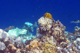 Foto di Le Barriere Coralline delle Maldive Tornano alla Vita Foto di Le Barriere Coralline delle Maldive Tornano alla Vita