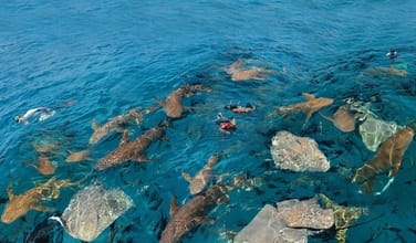 Photo of Aventura con tiburones nodriza, buceo con esnórquel y visita a un banco de arena