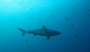 Photo of Island Hopping, Nurse shark, Turtle Point Snorkel, Sandbank, Resort Experience