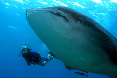 Unique Location in the Maldives to See Manta rays and Whale sharks Unique Location in the Maldives to See Manta rays and Whale sharks