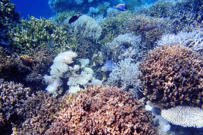 How Tropical Archipelago of Maldives will Survive How Tropical Archipelago of Maldives will Survive