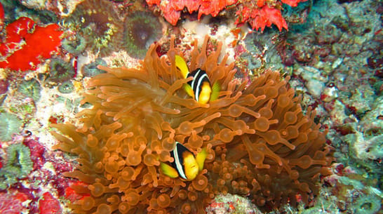 Photo of 3 Point Snorkelling Adventure