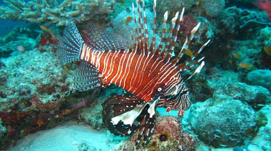 Photo of Discover Scuba Diving - Experience Diving