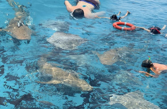 Photo of Nurse Shark Adventure – Snorkelling & Sandbank Visit, Maldives