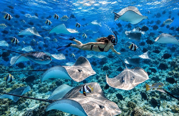 Un subacqueo nuota tra aggraziate razze e coloratissimi pesci tropicali sopra la barriera corallina presso il punto di immersione "Fish Tank".