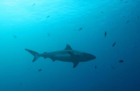 Photo of Island Hopping, Nurse shark, Turtle Point Snorkel, Sandbank, Resort Experience Photo of Island Hopping, Nurse shark, Turtle Point Snorkel, Sandbank, Resort Experience