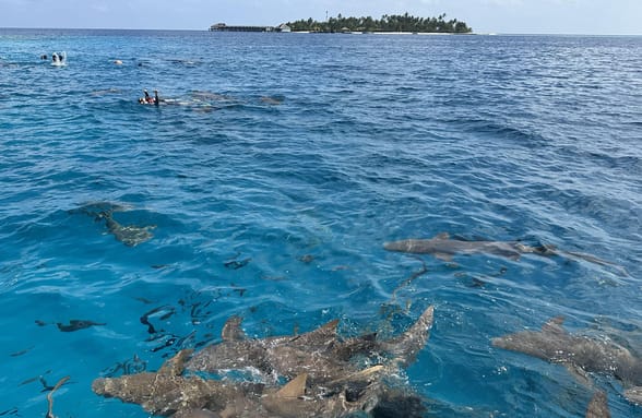 Photo of Nurse shark Adventure, Snorkelling with Sandbank Visit