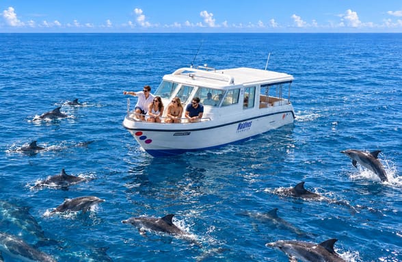 Photo of Maldives Evening Dolphin Watching Cruise