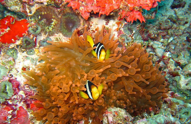 Foto di Avventura di snorkeling in 3 punti