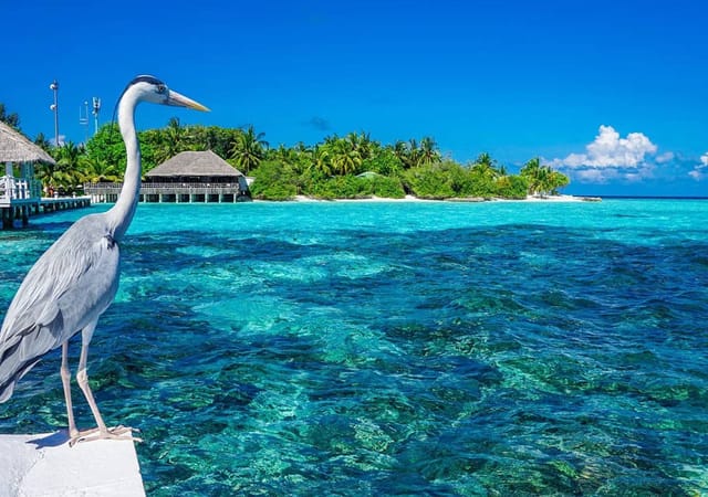 Eriyadu Island Resort Eriyadu Island Resort