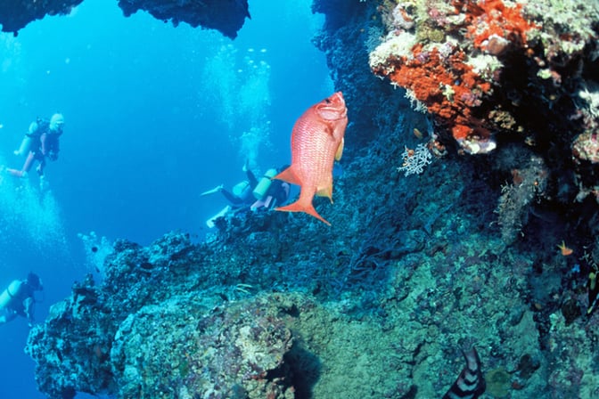 Foto di Immersioni subacquee alle Maldive