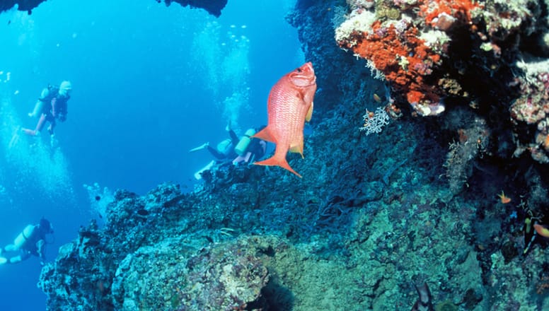 Photo of Diving in the Maldives Photo of Diving in the Maldives