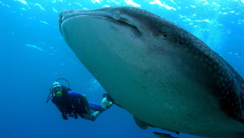 Unique Location in the Maldives to See Manta rays and Whale sharks Unique Location in the Maldives to See Manta rays and Whale sharks